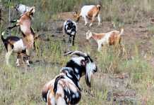 indigenous-veld-goats