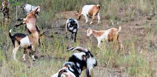indigenous-veld-goats