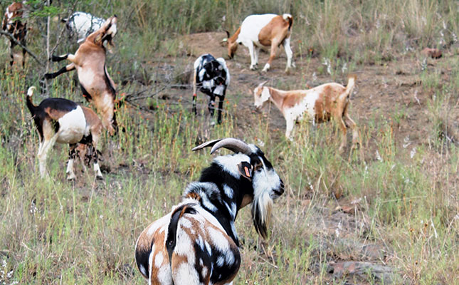 Goat farming: nutrition and veld management