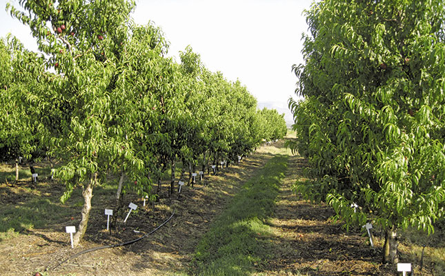 Rootstocks for the future