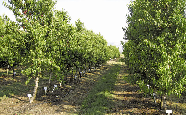 Rootstocks for the future Rootstocks for the future