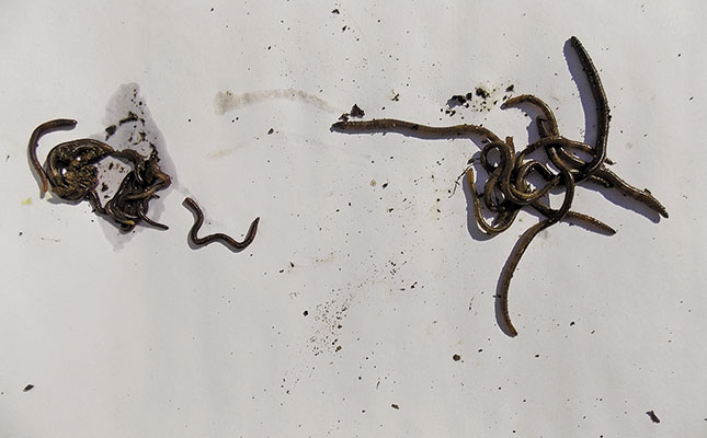The role of earthworms in boosting soil quality The role of earthworms in boosting soil quality