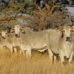 brahman-cattle-heinrich-bruwer-farmers-weekly