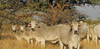 brahman-cattle-heinrich-bruwer-farmers-weekly
