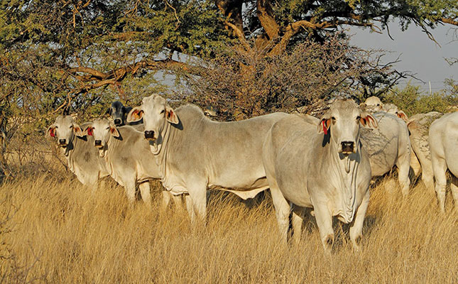 Breeding Brahman cattle with superior genetics