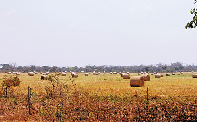 Farming in Zambia:  a South African’s story