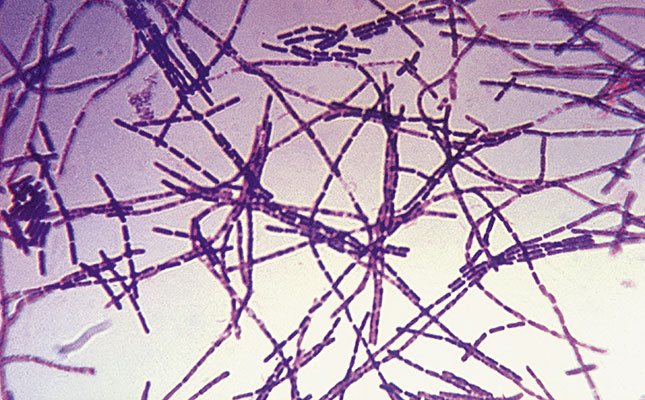 Dealing with anthrax