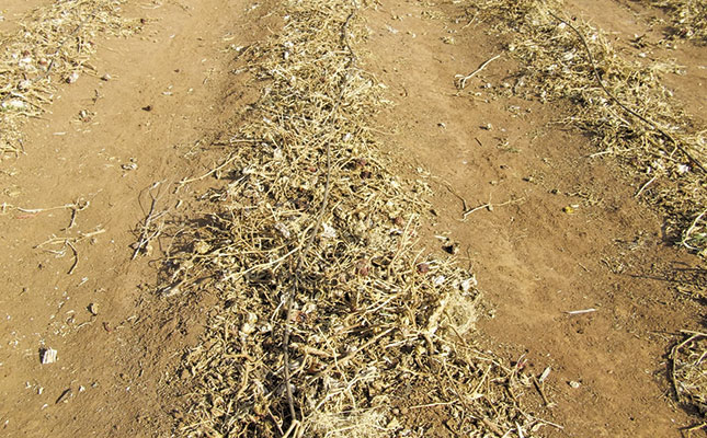 No-till vegetables: how to grow them No-till vegetables: how to grow them