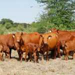 Senepol cattle: ideal breed for Africa’s extensive conditions