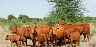 Senepol cattle: ideal breed for Africa’s extensive conditions