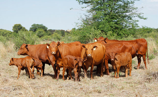 Senepol cattle: Ideal for Africa’s extensive conditions