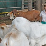 Thato-moagi-boran-cattle