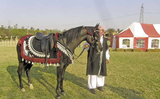 The Arabian Native Costume