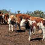 The-Suurbraak-Grain-Farmers-Co-operative-cattle