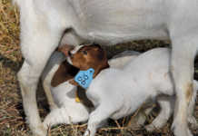 Breeding season for goats