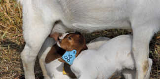 Breeding season for goats