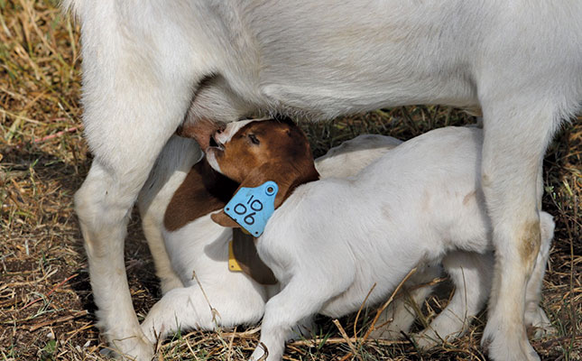 Breeding season for goats