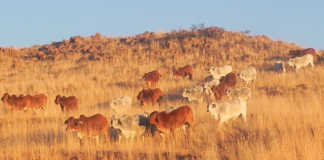 Inside Namibia’s stud-breeding industry