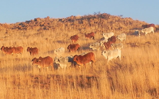 Inside Namibia’s stud-breeding industry