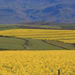 Suurbraak Grain Farmers’ Co-operative  canola-field
