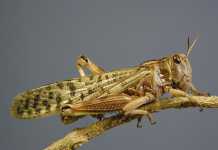 A new look at locust control