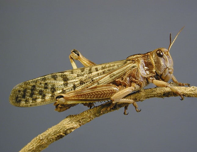 A new look at locust control A new look at locust control