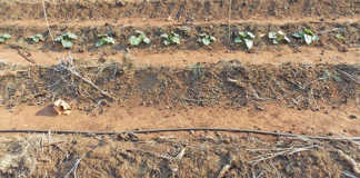 Making no-till beds