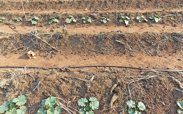 Making no-till beds Making no-till beds