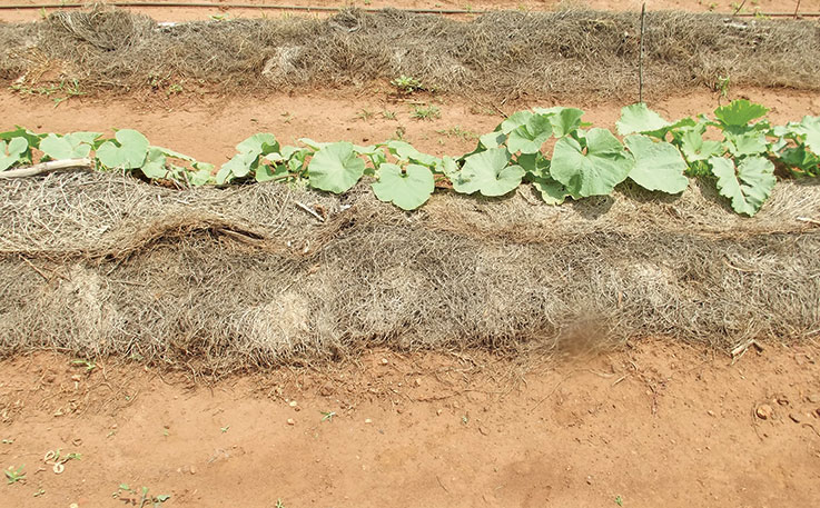 Mulch ado about no-till