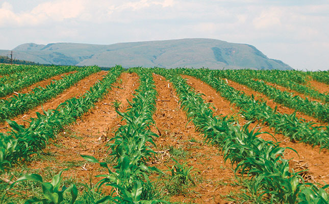 Planting maize Planting maize