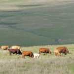horseshoe tuli-cattle cows