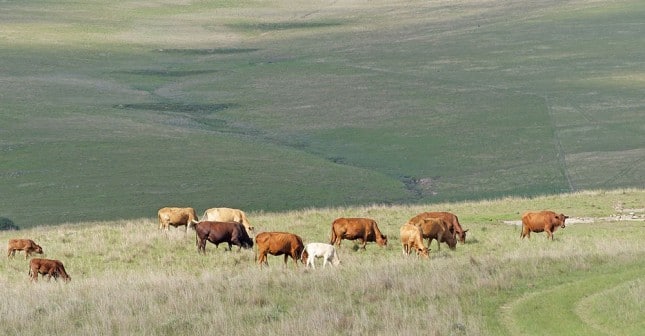 Horseshoe Tuli cattle thrive on Eastern Cape veld