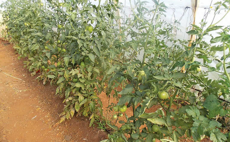There’s more to crop rotation than meets the eye There’s more to crop rotation than meets the eye