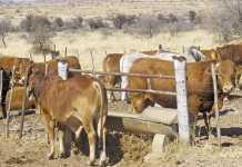 Keeping track of livestock production profitability
