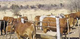 Keeping track of livestock production profitability