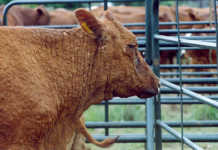 What is lumpy-skin disease