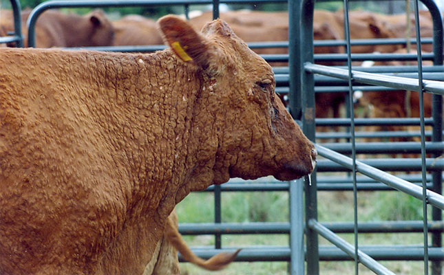 What is lumpy-skin disease? What is lumpy-skin disease?