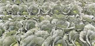 Vegetable production in a competitive market