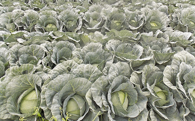 Vegetable production in a competitive market