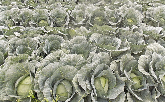 Vegetable production in a competitive market Vegetable production in a competitive market