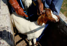 Dealing with diseases in goats