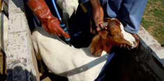 Dealing with diseases in goats