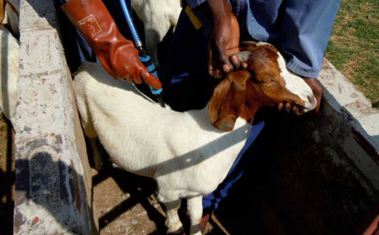 Dealing with diseases in goats