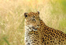 Leopard conservation in a spot of bother