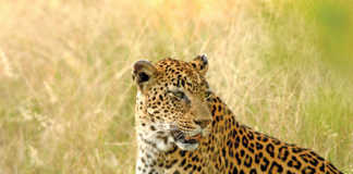 Leopard conservation in a spot of bother