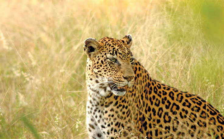 Leopard conservation in a spot of bother