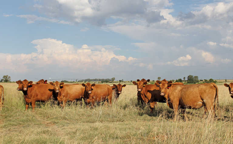 5 Cattle diseases that can kill your business