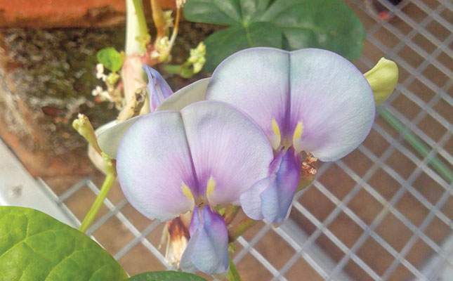 Growing cowpeas