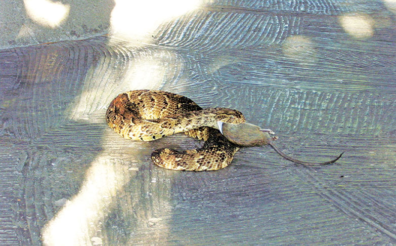 A Parasitic Haunting: When Snakes are Eaten From Within - College of  Agriculture and Life Sciences