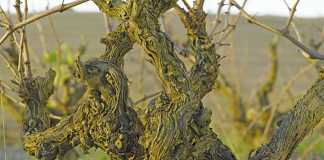The Darling of bush vine wine